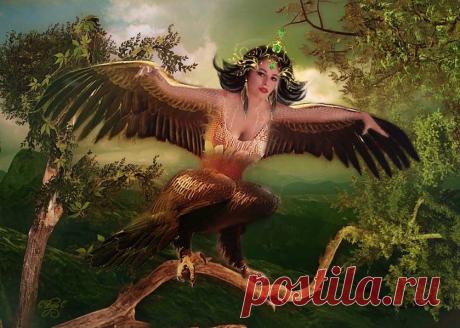 Фотоманипуляция.Райская птица.