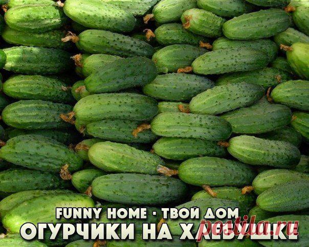 С ЭТИМ СОВЕТОМ ВАШ УРОЖАЙ ОГУРЦОВ БУДЕТ РЕКОРДНЫМ!