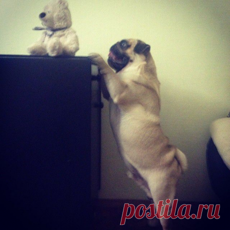 Мопс Джонни что-то затеял

https://instagram.com/p/orEQFCqjVi