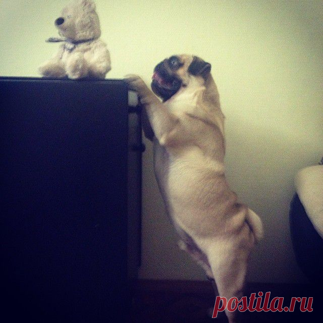 Мопс Джонни что-то затеял

http://instagram.com/p/orEQFCqjVi