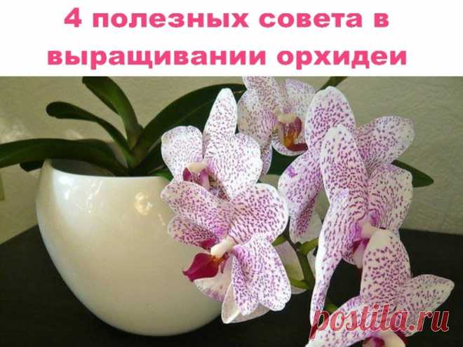 4 полезных совета в выращивании орхидеи | Полезные советы!