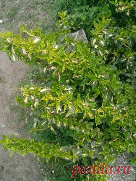 Бересклет Форчуна «Солнечное пятно» (Euonymus fortunei «Sunspot»)