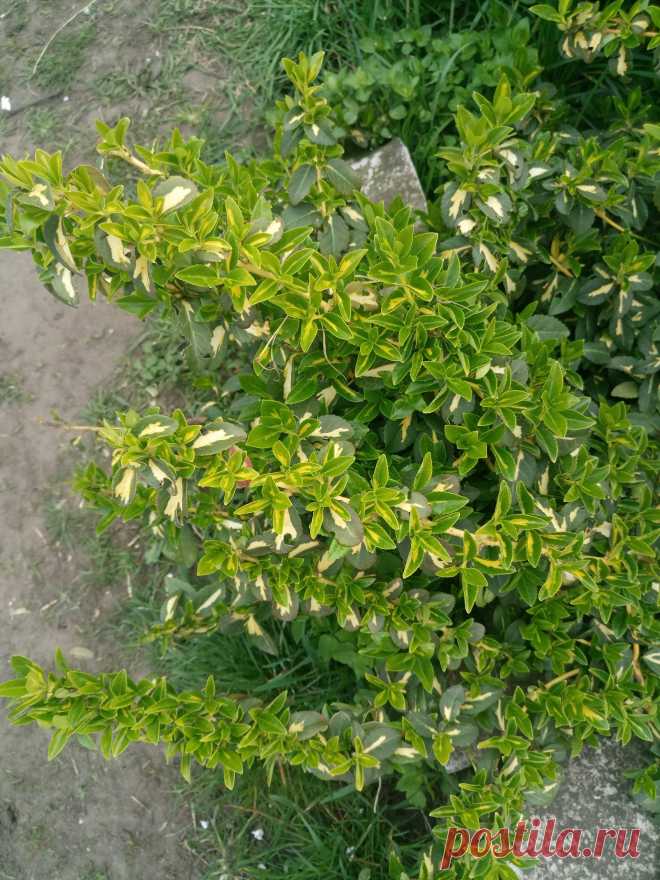 Бересклет Форчуна «Солнечное пятно» (Euonymus fortunei «Sunspot»)