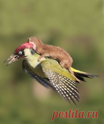 Woodpecker and Weasel by Martin Le-May ~ This was reported on the national headline news