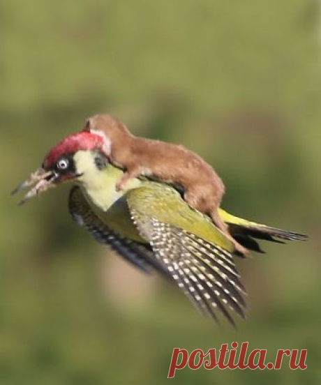Woodpecker and Weasel by Martin Le-May ~ This was reported on the national headline news