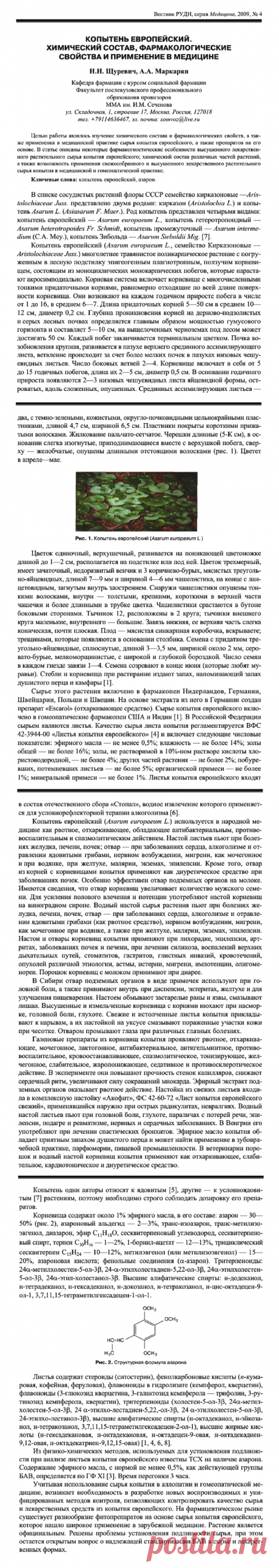 Копытень европейский