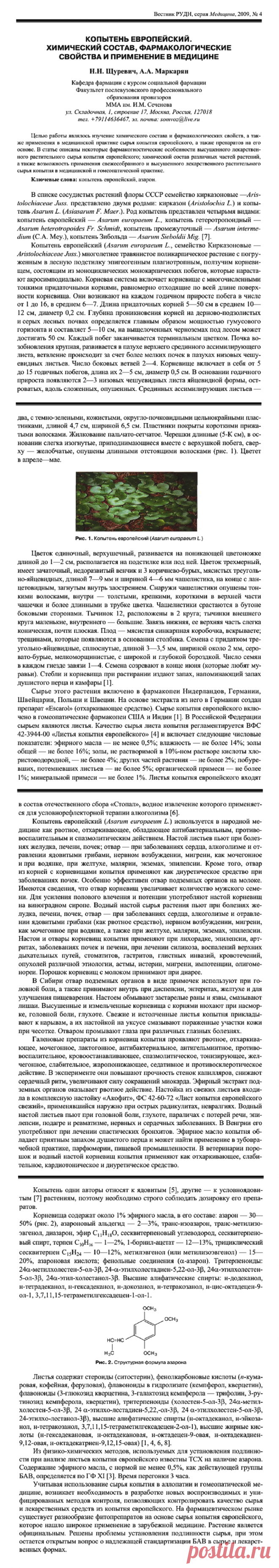 Копытень европейский