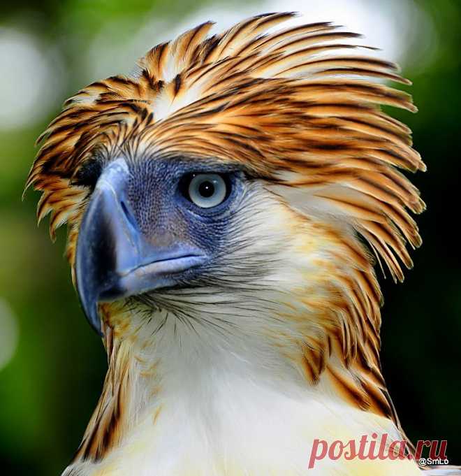 Philippine Eagle | Project Noah