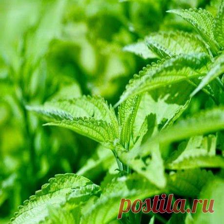 От болезней череды | Друг пенсионера
Болезней кругом — неперечесть. Даже у каждого отдельного человека их, как правило, не одна и не две. Если за лекарством от каждой в аптеку бежать, то ни бюджета домашнего, ни выносливости организма к химии (пускай и фармацевтической) не хватит.