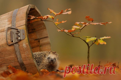 ♥ღ♥Осень на рабочем столе. 2♥ღ♥