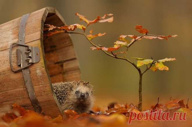 ♥ღ♥Осень на рабочем столе. 2♥ღ♥