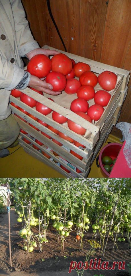 Дача ВИКТОРиЯ: О пользе томатов