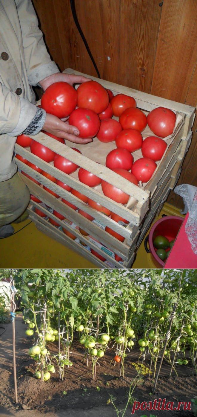 Дача ВИКТОРиЯ: О пользе томатов