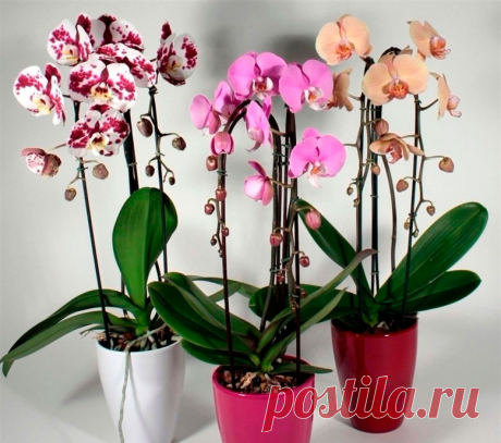 Комнатное растение Фаленопсис (Phalenopsis). Род получил свое название благодаря сходству с бабочками (греч. phalania - &quot;ночная бабочка&quot;, opsis - &quot;сходство&quot;). Около 70 видов фаленопсисов произрастают на территории Южной и Юго-Восточной Азии, Филиппин, Новой Гвинеи и Северо-Восточной Австралии. Группу гибридов и форм искусственного и естественного происхождения называют фаленопсисом гибридным (Ph.hybridum). Среди прочих: фаленопсис Людемана (Ph.lueddemanniana).