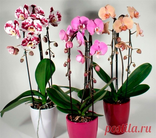 Комнатное растение Фаленопсис (Phalenopsis). Род получил свое название благодаря сходству с бабочками (греч. phalania - "ночная бабочка", opsis - "сходство"). Около 70 видов фаленопсисов произрастают на территории Южной и Юго-Восточной Азии, Филиппин, Новой Гвинеи и Северо-Восточной Австралии. Группу гибридов и форм искусственного и естественного происхождения называют фаленопсисом гибридным (Ph.hybridum). Среди прочих: фаленопсис Людемана (Ph.lueddemanniana).