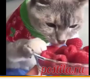 Кот ест малину)))))