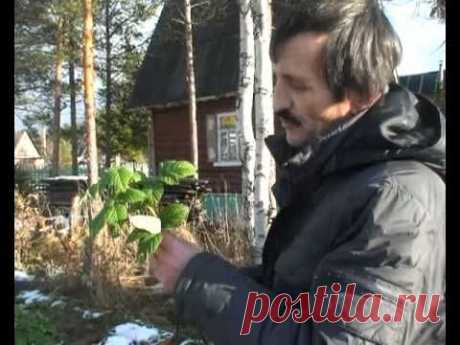 Обрезка кустов черной смородины осенью