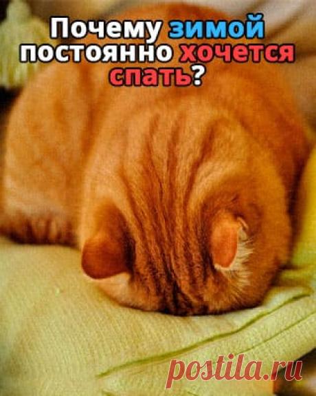 Почему зимой постоянно хочется спать | 100PDF
