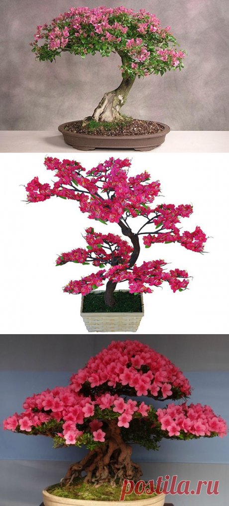 Как вырастить в домашних условиях бонсай сакура