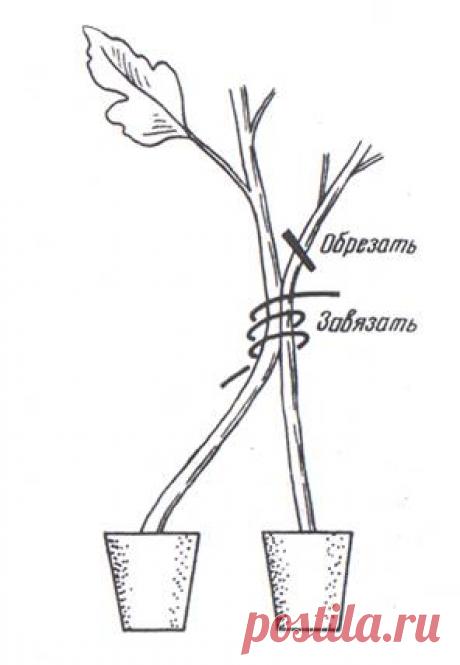 Серия сообщений "ТОМАТЫ (ПОМИДОРЫ)"