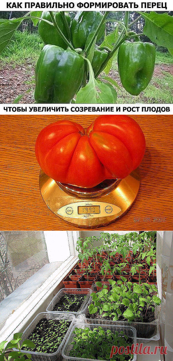 (52) Одноклассники