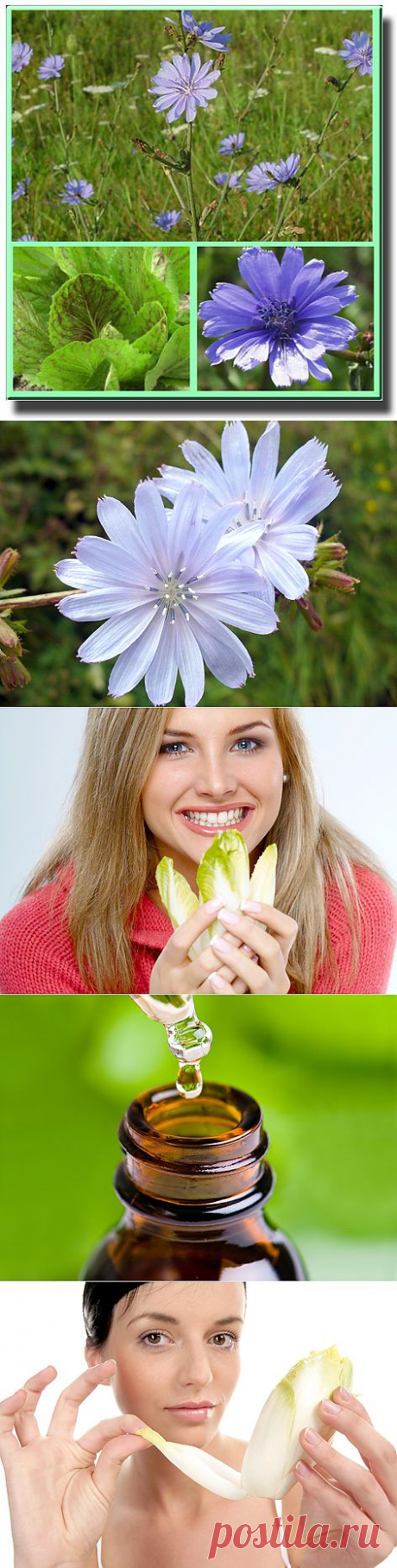 Цикорий - мода или польза? | НАУКА И ЖИЗНЬ