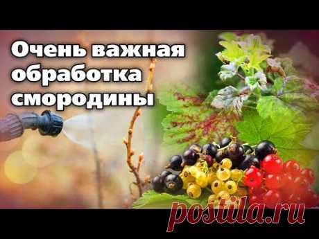 Весенняя обработка смородины от болезней