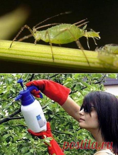 Как избавиться от тли » Mr.How - мы знаем, как!