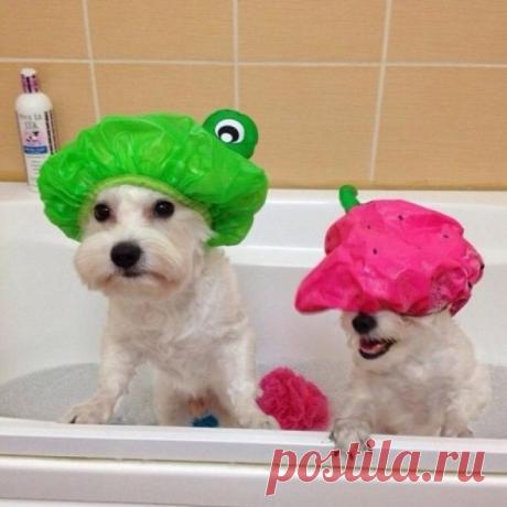 20 фотографий немного странных собак