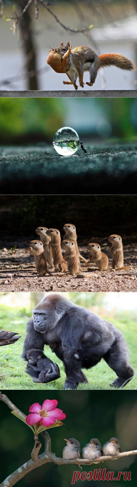 Забавные фотографии зверей!