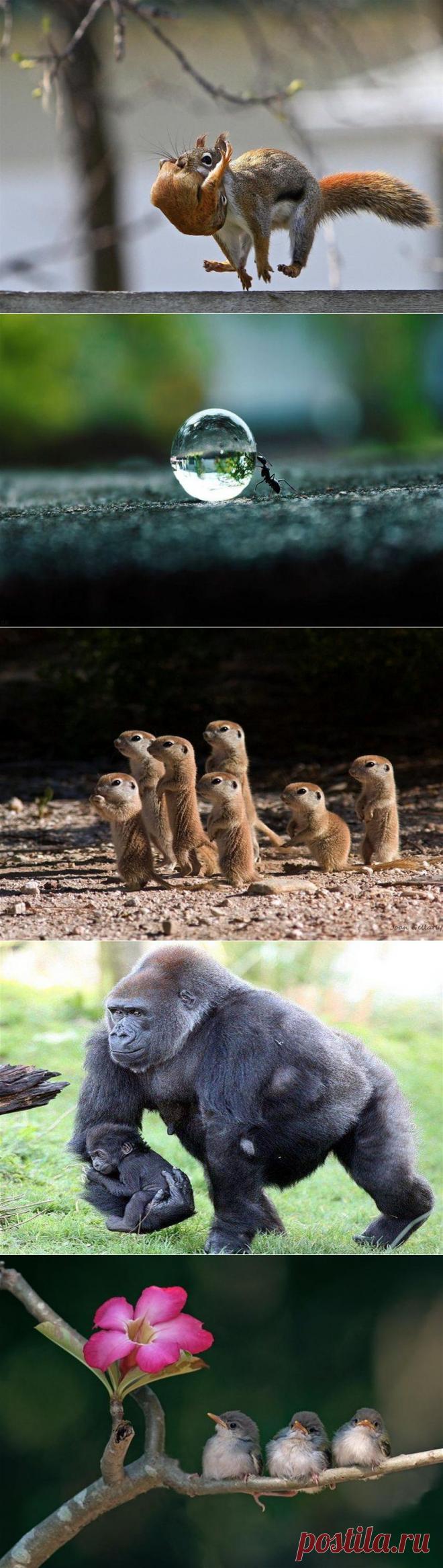 Забавные фотографии зверей!