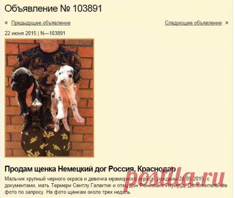 Продам щенка Немецкий дог - Россия, Краснодар. Цена 35000 рублей