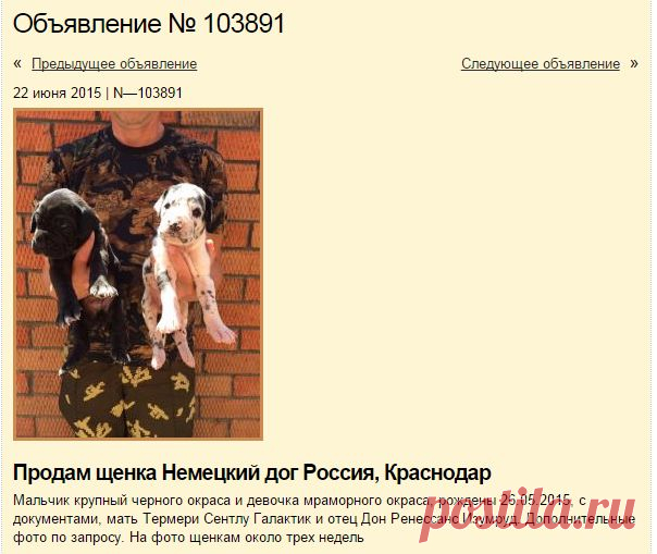 Продам щенка Немецкий дог - Россия, Краснодар. Цена 35000 рублей