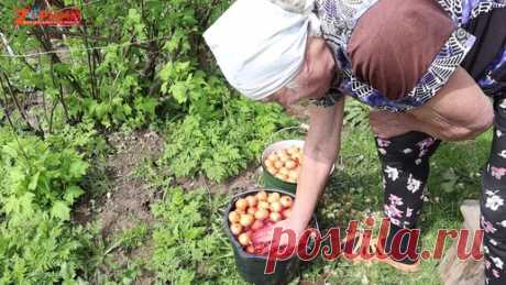 Как наша бабушка 78 лет сажает лук. Подсматриваем и уточняем нюансы (с субтитрами)