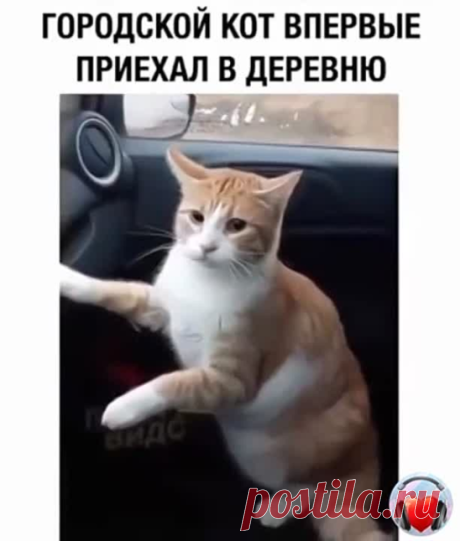Кот в шоке