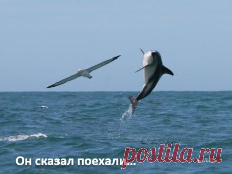 Радион Алборов
