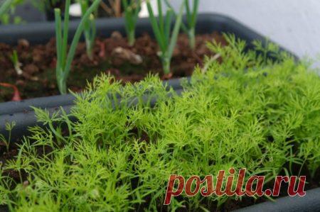 Как посеять укроп, чтобы быстро взошел: в ящик дома, в теплице или открытом грунте