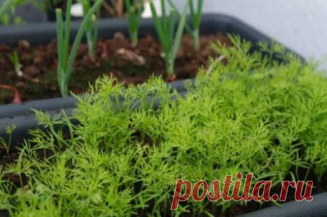 Как посеять укроп, чтобы быстро взошел: в ящик дома, в теплице или открытом грунте