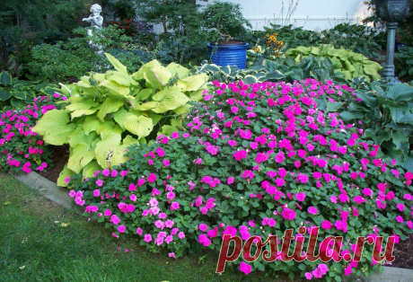 Школа цветоводства 🌸 Наш дом всегда в цветах 🌸  РАСТЕНИЯ - ДОЛГОЖИТЕЛИ ДЛЯ ВАШЕГО САДА