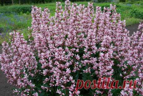 39150_25d63434.jpg (800×536)Ясенец розовый, или Неопалимая купина