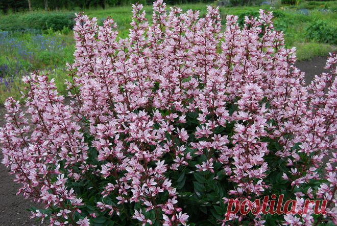 39150_25d63434.jpg (800×536)Ясенец розовый, или Неопалимая купина