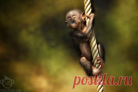 ВЕЛИКОЛЕПНЫЕ ФОТО ЖИВОТНЫХ - 103 фото. Фотографии ОБГОНИ СЕБЯ ВЧЕРАШНЕГО.