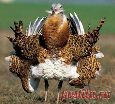 дрофа птица фото: 21 тыс изображений найдено в Яндекс.Картинках