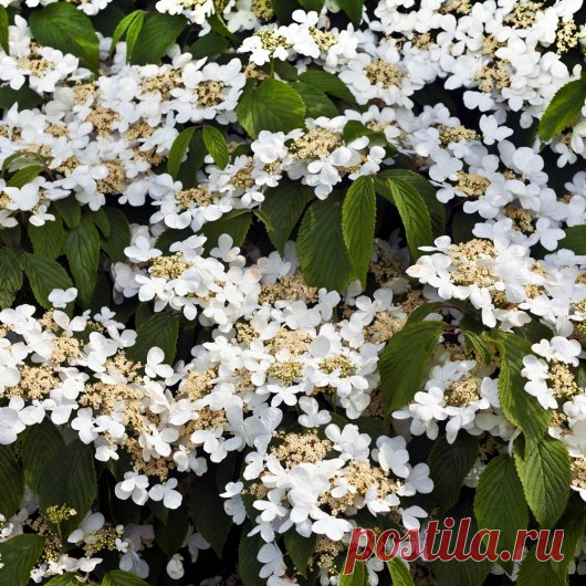 Огород.ru - Полезные советы о загородной жизни
