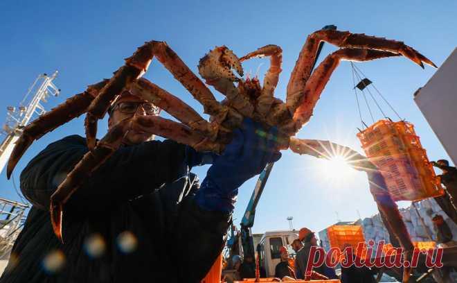 Крабовые санкции и рост затрат обвалили прибыль рыбаков в 2022 году. В 2022 году прибыль российской рыбной отрасли упала почти на треть. Одной из причин стало снижение на фоне санкций США экспортных доходов добытчиков краба, чья рентабельность раньше была выше остальных участников отрасли