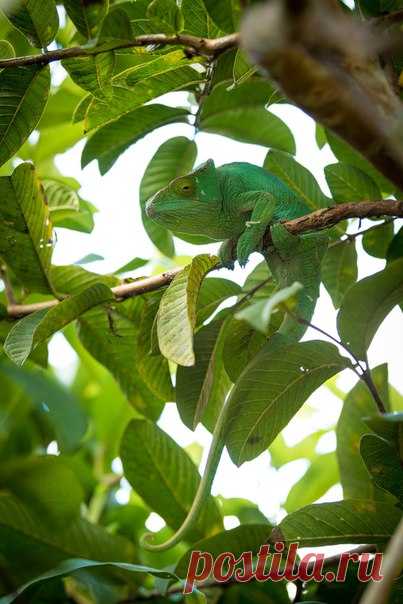 «Мастер маскировки». Хамелеон на Мадагаскаре. Автор фото – Виктор Иванов: nat-geo.ru/photo/user/342251/