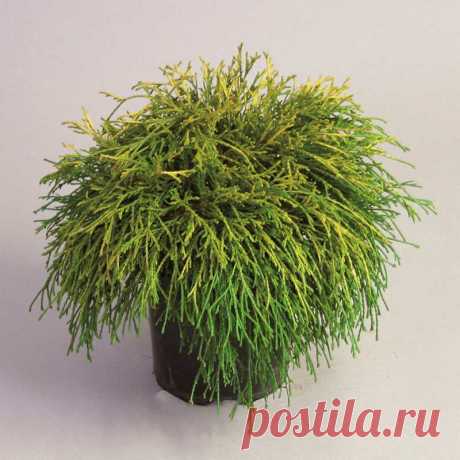 Комнатное растение Хемоципарис (Chamaecyparis)/ К роду относится 7 видов. Иное название хемоципариса - кипарисовик. В природе это красивые хвойные деревья от 25 до 70 метров высотой, прочная и легкая древесина которых очень ценится и используется в производстве. Для садов выведено много культиваров, в том числе и карликовых, различающихся между собой высотой, формой кроны, цветом и видом хвои. Некоторые карликовые формы можно содержать в домашних условиях как горшечные растения/