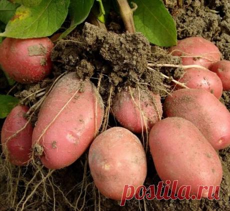 Обязательная подкормка картофеля во время цветения. Почему она так важна? | ✿Южная магнолия✿ | Яндекс Дзен