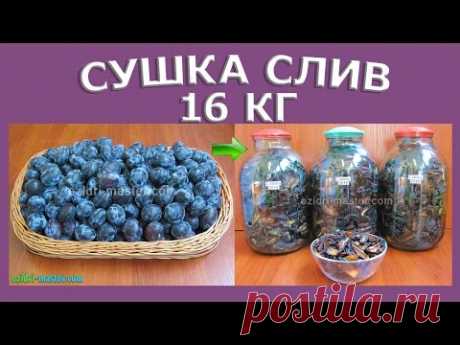Слива Венгерка – Сушка слив – Свойства чернослива