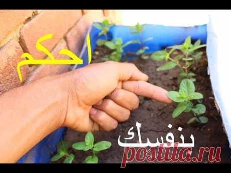 (32) ليه النعناع بيذبل ويموت_افضل طريقه لزراعته | How to Grow Mint at Home - YouTube